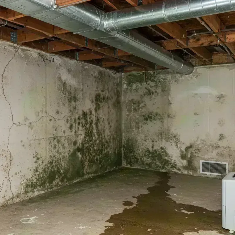 Professional Mold Removal in Jackson, MO